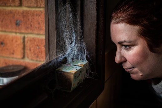Tracy Heness with her pet spider’s ‘house’ of seed boxes on the kitchen window sill.