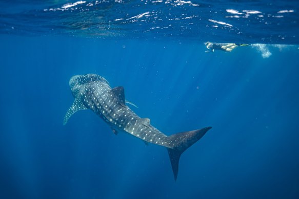 Ningaloo Reef was one of WA's main tourist attractions. 