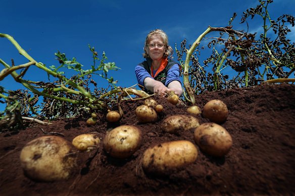 Louisa Dunn pulling out a punch of Dutch Creams on her North Blackwood potato farm. 