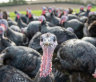 Turkey is often on the table at Christmas.