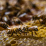 The potential devastation facing the world’s only ‘pure’ Ligurian bee population