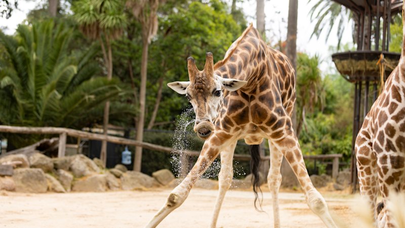 Unions urge Zoos Victoria to avoid job cuts affecting wildlife educators