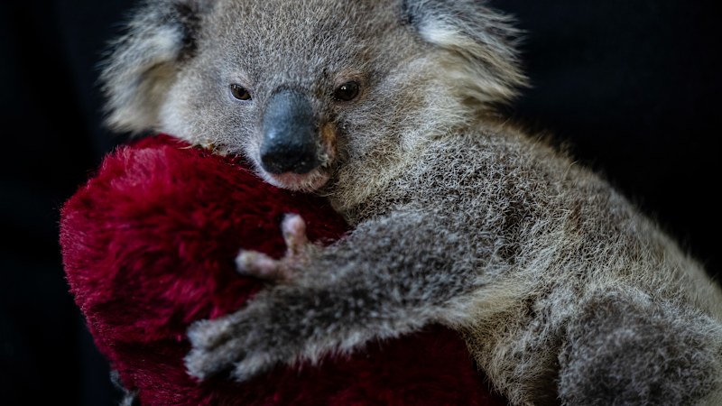 Greens to back plan to save koalas with carbon offsets