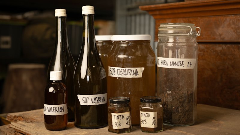 Fermented poo and lunar cycles: How ‘witchcraft’ is used to perfect wine