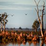 ‘Calamity of compounding errors’ cuts off environmental flows in Murray-Darling Basin