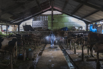 An officer sprays disinfectant at a cattle farm infected with foot and mouth disease in Yogyakarta, Indonesia.
