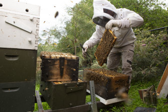 Beekeepers are concerned about the impact of chemicals on almond farms. 