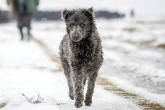 A Hungarian shepherd dog mudi helps to drive a herd of 120 buffaloes from their summer pasture to their winter habitat on the premises of the Kiskunsag National Park, Budapest, Hungary.