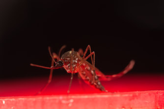 Scientists have shown a method of sterilising males can control the population of the Aedes aegypti mosquito, leading to hopes of controlling the spread of tropical diseases like dengue fever and Zika