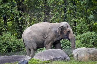 Happy strolls inside the zoo’s Asia Habitat in New York in 2018.