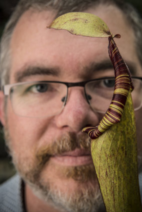 Greg Bourke, Curator of the Blue Mountains Botanic Gardens, Mount Tomah, with a Tropical Pitcher plant at the 'Plants with Bite' display in The Calyx in The Royal Botanic Garden Sydney. 