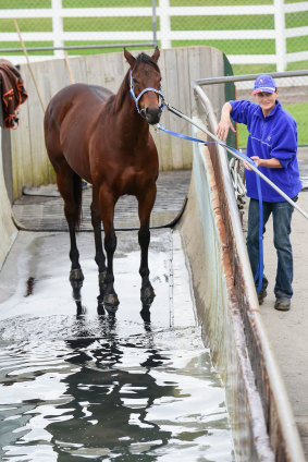 Shamal Wind at the Caulfield stables in 2015.