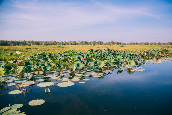 Yellow Water, Kakadu.