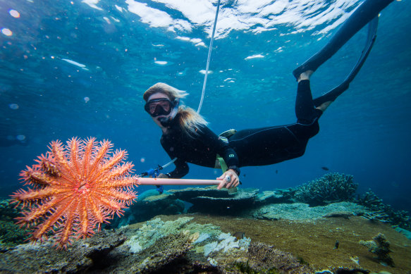 Efforts to reduce the damaging crown of thorns starfish will be wasted if nothing is done to deal with climate change.