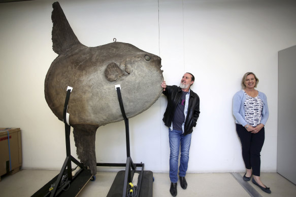 Australian Museum scientists Andrew King and Kerryn Parkinson with a sunfish specimen.