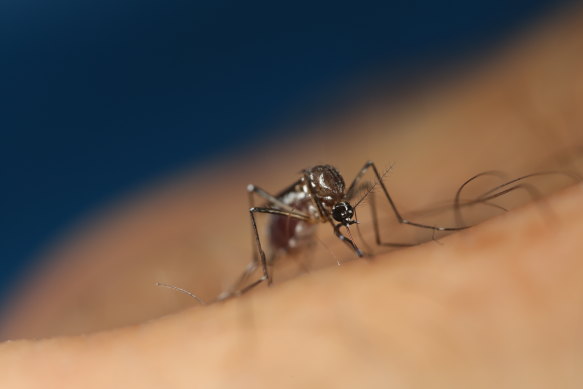 Dengue fever outbreaks peak over the wet season in East Timor from December to February. 