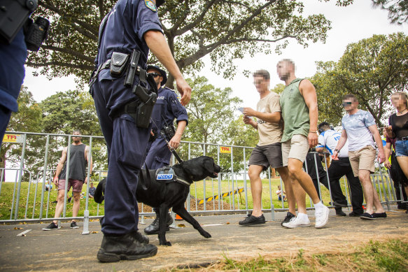 Sniffer dogs at a music festival in Sydney.