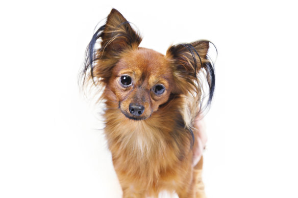 A russian toy. The breed has been recognised in Australia for some years but has only just been added to the American Kennel Club.