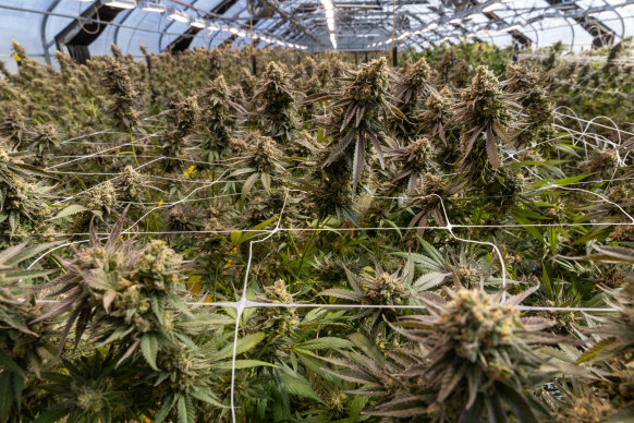 Medicinal cannabis being grown in September 2024 at Victorian cultivator ECS Botanics.