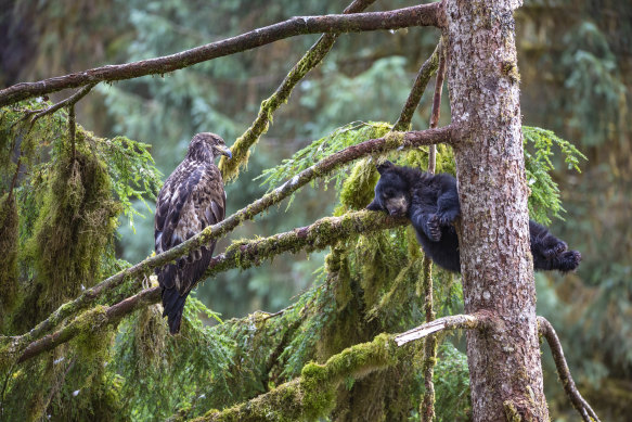 Unlikely friends: An image of a bear sleeping in a tree while an eagle watches on will hang in the London exhibit.