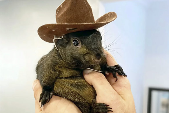 Peanut the squirrel may be dead, but he’s still making waves in right-wing American circles.