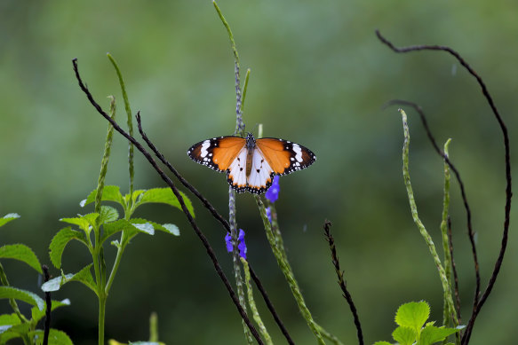 Plain Tiger Butterfly at Butterfly Hill in Pulau Ubin, Singapore.