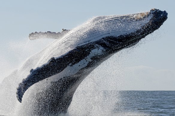 Whales dancing off the coast of Lennox Head, in northern NSW.