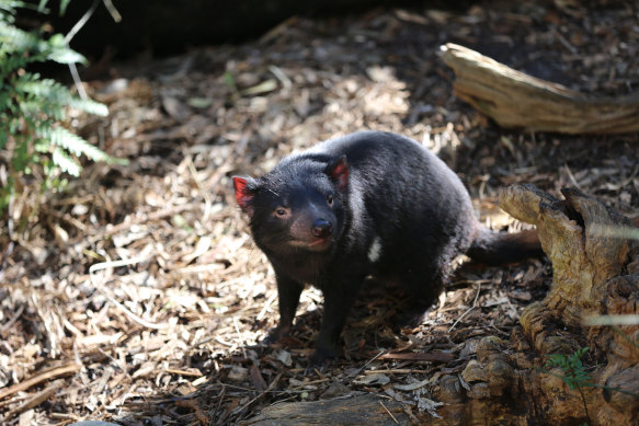Tasmanian Devils' best hope for survival could rest on being less