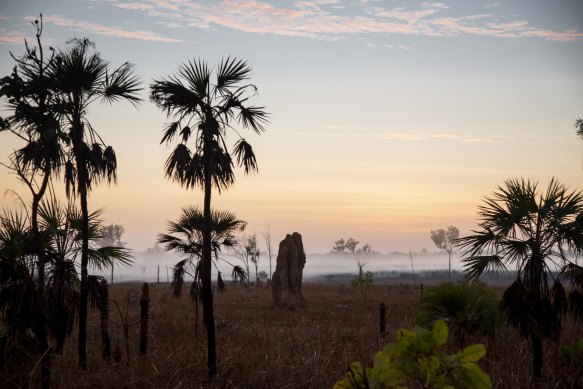 Litchfield National Park has a diverse range of environments and sights including termite mounds and misty mornings.