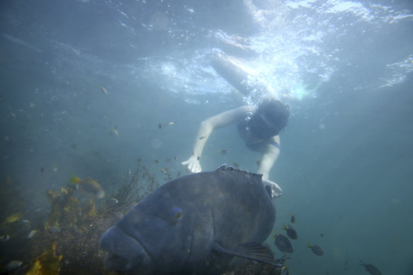A snorkeller greets a blue groper at Clovelly, which neighbours Gordons Bay in Sydney’s east.