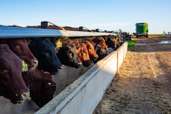 Cattle at a feedlot in South Australia eating a seaweed feed supplement to reduce the amount of methane produced in their burps and farts.
