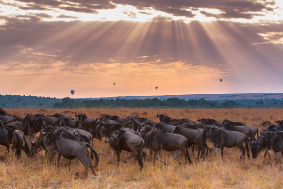 Wildebeest on the Masai Mara, Kenya.