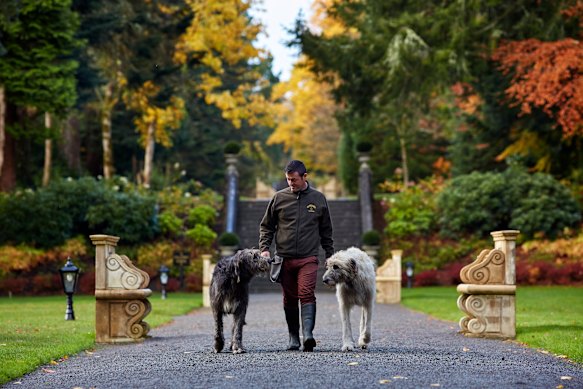 Guests can join Ashford Castle’s Irish wolfhounds on a woodland walk.