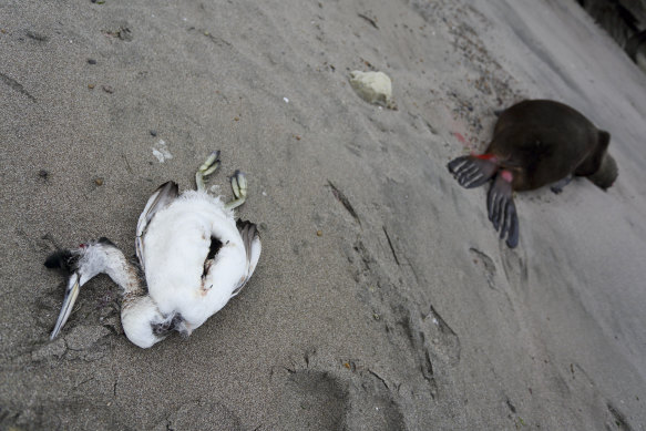 Government experts suspect that bird flu is killing sea lions along Argentina’s entire Atlantic coastline, causing authorities to close many beaches in order to prevent the virus from spreading further.