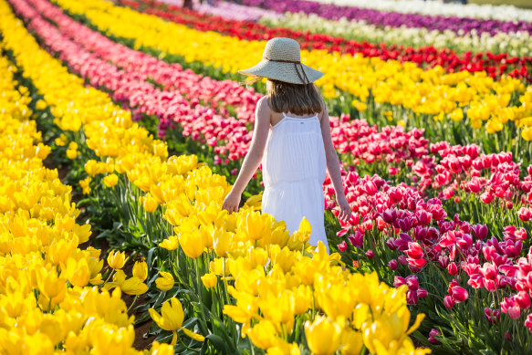 Spring in the air: the Tesselaar Tulip Festival.