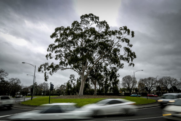 The lemon scented gum trees near Melbourne University in Parkville.