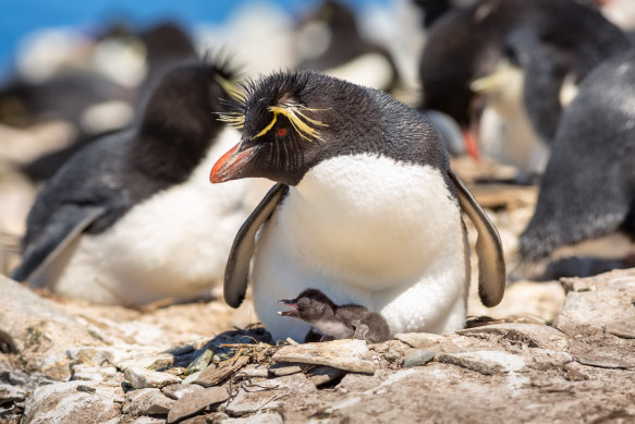 A rockhopper penguin in A Perfect Planet.