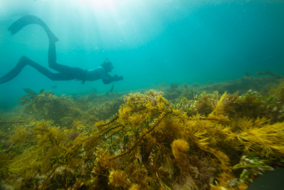 Marine Ranger Jack Dowson takes an audit of marine life and habitat on a reef near Point  Nepean on Friday.