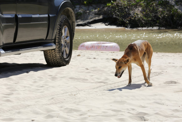 A young female dingo on Fraser Island.