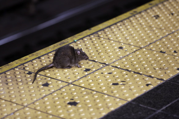 A rat crosses a subway platform in New York’s Times Square.