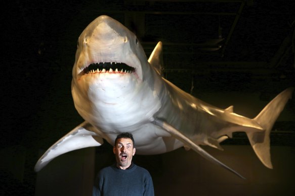 Trevor Ahern, exhibition manager of the Australian Museum poses in front of a life-size great white shark.