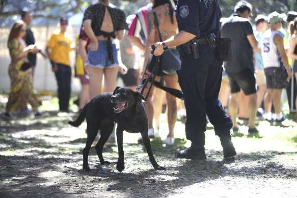  Sniffer dogs at a music festival 