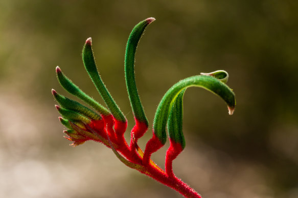 The red and green kangaroo paw is on the WA coat of arms.