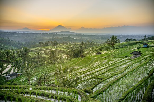 A different view … rice terraces in Tabanan.