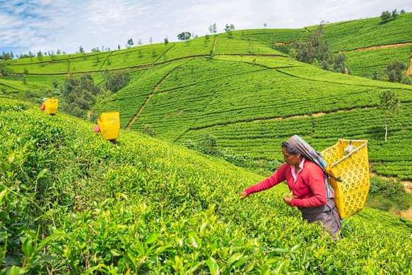 Sri Lanka can be a cheap local travel option.