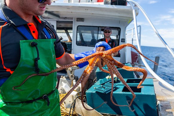 Octopus catch on board a vessel owned by Fremantle Octopus the largest license holder in the Western Australia octopus fishery.
