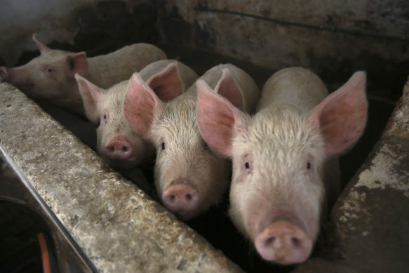 Pigs can transmit foot and mouth disease if fed animal products. 