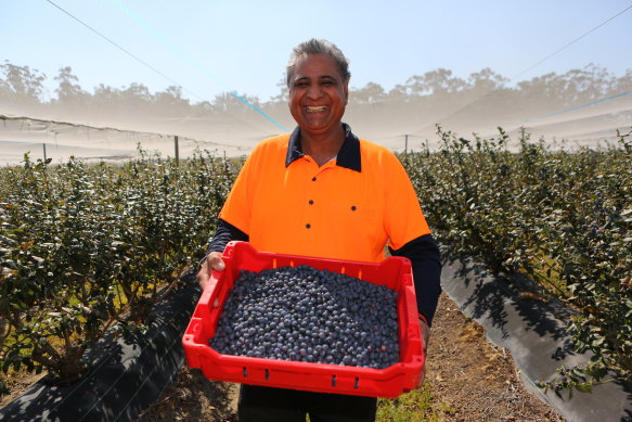 Kirbal Husna  has made the switch from bananas to blueberries.