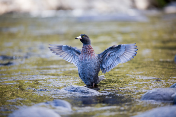 The New Zealand native blue duck or whio.