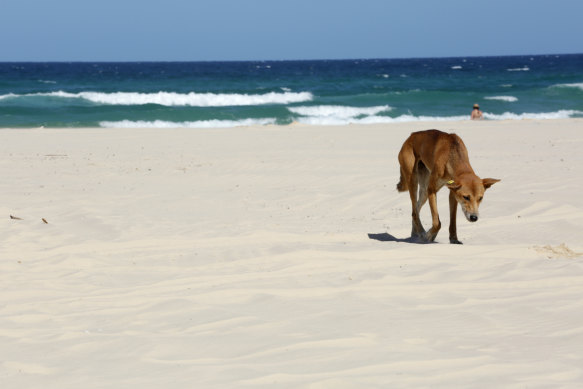 A dingo on K’gari, formerly known as Fraser Island (file image).